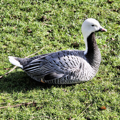 A view of an Emporer Goose