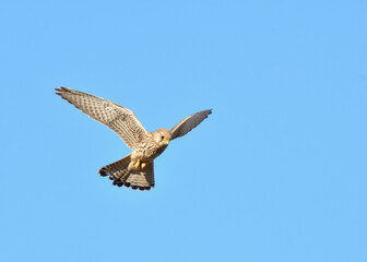 Turmfalke 