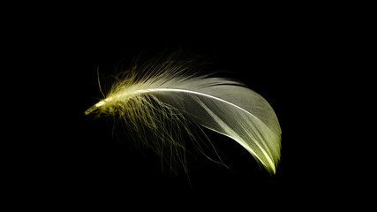 Feather texture. Nature abstract bird feather closeup isolated on black background in macro photography. Glamorous sophisticated airy artistic image on soft blurred background.