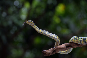 Wagler pit viper on a tree branch