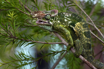 Fischer chameleon perched on a tree