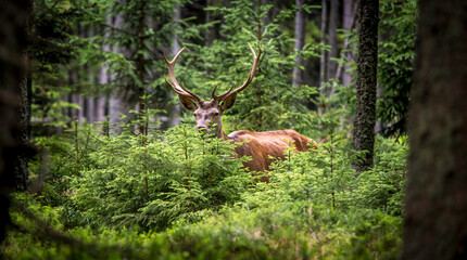 Naklejka na ściany i meble A deer camouflages itself in the forest and watches the surroundings.