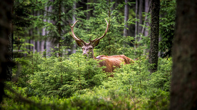A deer camouflages itself in the forest and watches the surroundings.