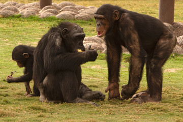 Closeup to Chimpanzee animals on grassjungle, african, green, ape, hairy, congo, forest, black, africa, animal, baby, chimp, chimpanzee, chimpanzees, creature, cute, endangered, evil, face, funny, ind