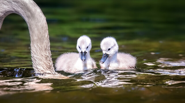 Young swans watch their mother as they hunt for food.