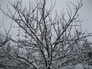Beautiful winter landscape with snow and trees.