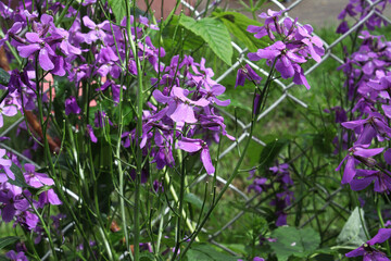 Wallflowers blooming in the summer garden outdoors