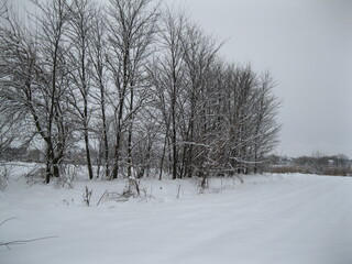 Beautiful winter landscape with snow and trees.