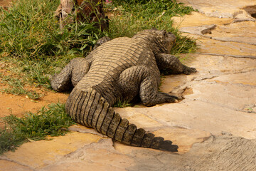 Closeup to back of Crocodile tail animal