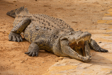 Closeup to Crocodile animal open mouth