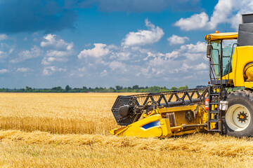 Yellow grain harvesting combine in a sunny day. Yellow field with golden grain. Agricultural technic works in field.