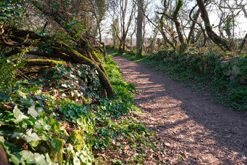 Forest path in the Morbihan to Erdeven. Twisted and crooked tree, strang shape. Dirt road. Large...