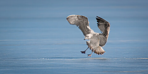 A seagull lands on a frozen lake.