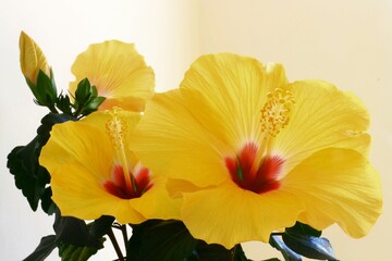 A yellow red blooming hibiscus