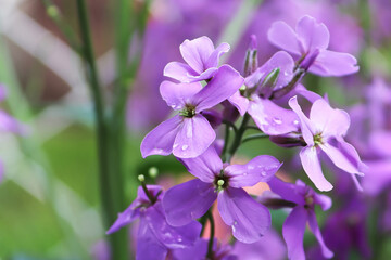 Macro shallow view of wallflower blossom in the garden © Amelia