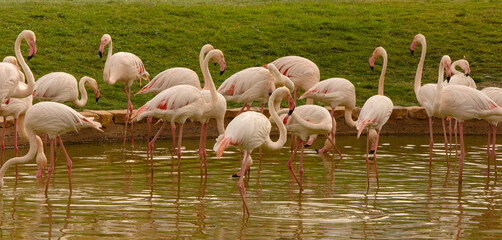 Closeup to flamingos birds on nature environment 