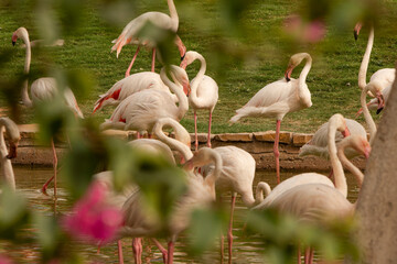 Closeup to flamingos birds on nature environment 