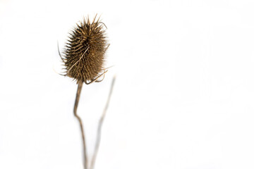 Closeup of a thistle on a white background. Nature, plant.