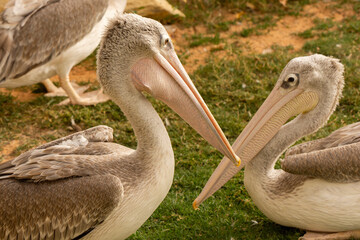 Closeup to Pelican bird looking on the grass 