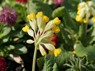 (Primula veris) Echte Schlüsselblume oder wiesen-primel. Blütenstand mit gelben Blüten mit orangefarbenen Fleck an Kronlappen. Hellgrün bis dunkelgrün Laubblätter in rosette angeordneet
