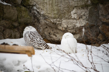 Snowy Owl. Large white, sometimes also called polar. The bird sits on a snow-covered rock. Two owls.