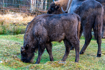 The European Bison
