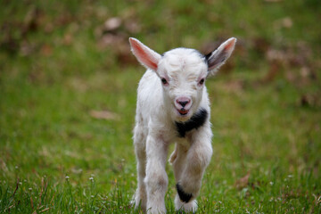 Baby goat running