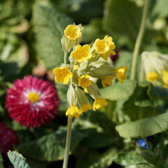 (Primula veris) Echte Schlüsselblume oder Frühlings-Schlüsselblume als Zierpflanze