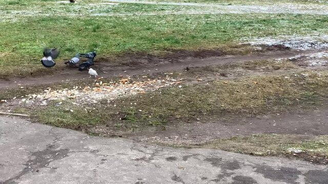 People passing by pigeons eating bread crumps on grass