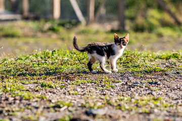 Farm life, small kitten looking sideway at the camera. Blurred green country yard background, sunny day, outdoors image