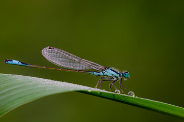 blue dragonfly on a leaf with dew drops