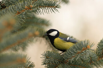 Great tit among spruce branches ...