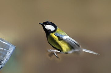 Great Tit leaps towards the feeder against a blurry brown background ...