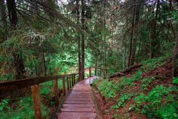 path in the forest