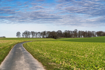 Fototapeta na wymiar the road in the green field goes to the forest without leaves