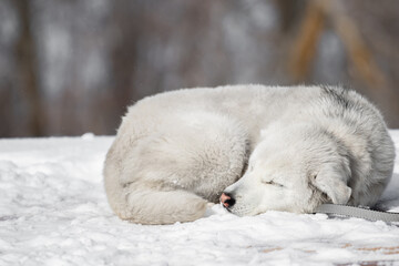 The white dog lies curled up in the snow in winter against the background of the forest and sleeps. Sleeping pets. Cute puppy is sleeping on the street. High quality photo