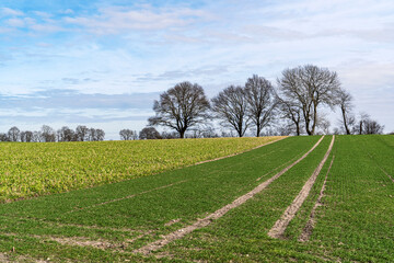 the road in the green field goes to the forest without leaves