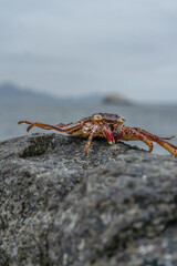 Crab on beach - Crab on wildlife 