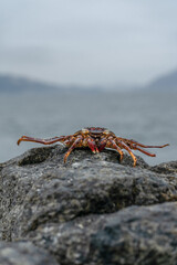 Crab on beach - Crab on wildlife 