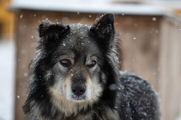 A long-haired dark-colored dog on the street in winter looks at the camera. Portrait of a black fawn dog. Animal on the street against the background of the booth. Snowing. High quality photo