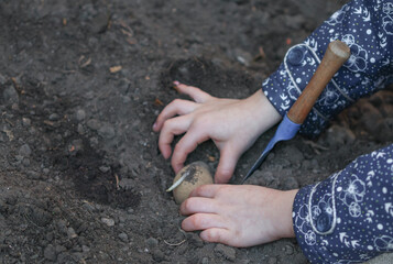 Planting potatoes in the ground.
Child's hands with a shovel plant potatoes in the ground with a place for text on the left, side view close-up.