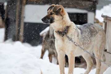 A light fawn with a gray dog stands in a shelter for homeless animals on a chain near the booth and looks to the left. The dog is on the right side of the frame. Cur. Snowing. High quality photo