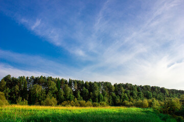 forest and sky
