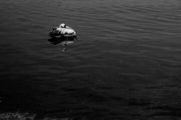 Pelican sleeping on water