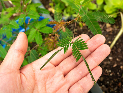 Mimosa Pudica also Called Sensitive Plant, Sleepy Plant, Action Plant, Touch-me-not, Shameplant. Its Leaves Fold Inward and Fall off when Touched, and Reopen a Few Minutes Later.
