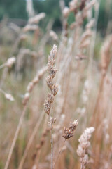 close-up of autumn grass