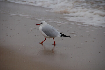 Möwe am Sandstrand