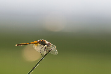 Helicoptero de campo