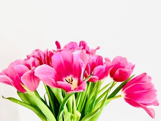 bouquet of beautiful pink spring tulips on a white background. Festive postcard.