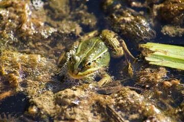 crab on the beach